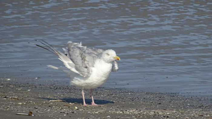 2014Nordsee090016