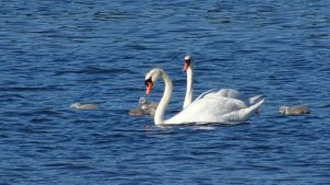 Mehr über den Artikel erfahren Bodden bis zum Anschlag