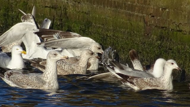 Mehr über den Artikel erfahren Von Lübeck bis Wismar – 28.4.-3.5.2016