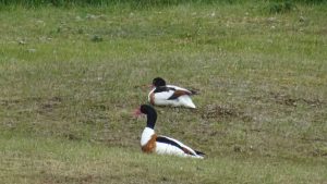 Mehr über den Artikel erfahren Schiermonnikoog – 18.06.2017